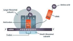 Which bases are found in rna? Transcription Vs Translation Worksheet Technology Networks