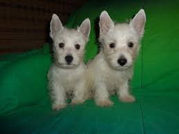 Westie Puppies For Sale Florida