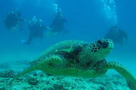 Scuba Shore Dive At Sea Turtle Cove Certified Diver 2021 Big Island Of Hawaii