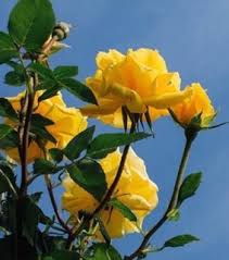Apr 21, 2022 · blue and yellow aesthetic. Blue And Yellow Aesthetic Images On Favim Com