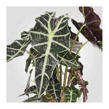Alocasia Amazonica Pflanze Elefantenohr Ikea Deutschland Pflanzen Elefantenohren Grunpflanzen