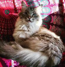 Cat allergens are produced in large amounts and are very potent. 200 Hippie Cat Names Cat Allergies Cats Cats Sleeping Funny