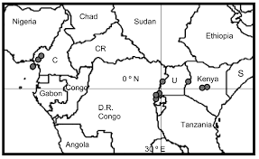 Image result for Carex cyrtosaccus