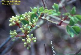 Image result for Cissus faucicola