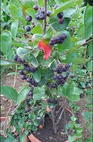 Aronia Yaban Mersini Olgun Hali Bitki Yaban Mersini Saglik
