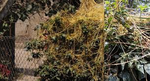 Image result for Tapinanthus forbesii