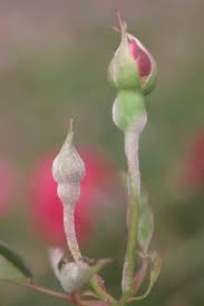 It appears as a gray mold, primarily on old and dying leaves and flowers. F B 20