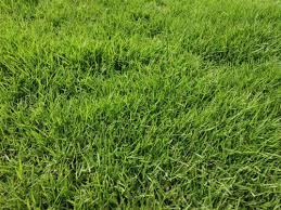 Other parts of the world where carpet grass grows is in south africa and australia. Carpet Grass At Rs 11 Square Feet Bengaluru Id 3520801330