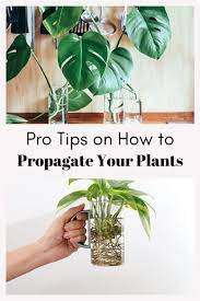 How To Propagate Your Plants Our Resident Plant Mom Reveals Her Top Tips In 2021 Plants Propagating Plants Plant Decor Indoor