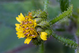 Image result for Sigesbeckia