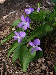 Viola Novae Angliae New England Violet Violet Flower Native Garden Habitat Garden