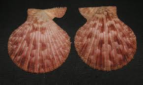 Image result for Gilgiochloa