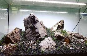 Close Up Of The Iwagumi Style Aquarium Scaped This Afternoon At Ecoarium Store Faao Aquaflora Aquascaping Plan Planted Aquarium Aquascape Aquarium Design