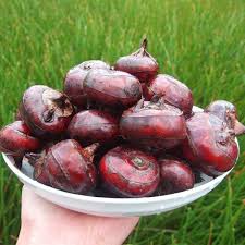 About indian water chestnut water chestnut or caltrop is an aquatic plant belonging to the genus trapa. One 1 Water Chestnut Plant Buy Online In India At Desertcart In Productid 102971767