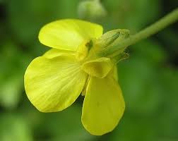 Image result for Rinorea laurentii