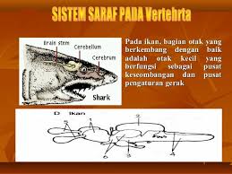 Jaringan saraf pada binatang sama kompleksnya dengan manusia, terutama untuk hewan vertebrata (bertulang belakang). Sistem Saraf Vertebrata