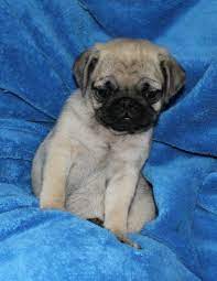 These pugs are available for adoption in san antonio, texas. Pug Puppies Picture San Antonio Dog Breeders Guide