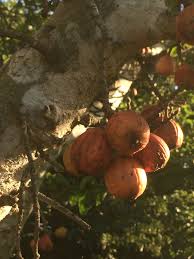 Image result for Ficus sycomorus