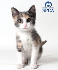 We did not find results for: Mia Is A 2 Month Female Dilute Calico Domestic Short Hair Central California Spca Fresno Ca