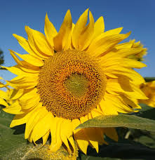 Seeds are available in different varieties and can grow into different types of plants. This Website Stores Cookies On Your Computer These Cookies Are Used To Collect Information About How You Interact With Our Website And Allow Us To Remember You We Use This Information In Order To Improve And Customize Your Browsing Experience And For
