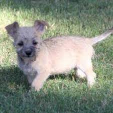 From their first shots, annual boosters, to all the puppy vaccinations your puppy needs, jeffers has you covered. Bella Spca Homepage