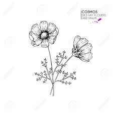 Hand Drawn Wild Hay Flowers Cosmos Or Cosmea Flower Sponsored Wild Hay Hand Drawn Cosmea Cosmos Tattoo How To Draw Hands Cosmos Flowers