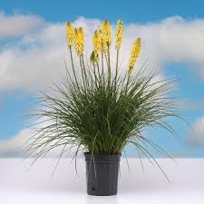 Image result for Kniphofia grantii