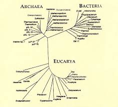 Overview Of Bacteriology Tree Of Life Life Bacteria