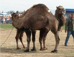 Camels can live in dry lands where there is little feed and water available. Two Daylaks With Badem Horguc Almond Hump Download Scientific Diagram