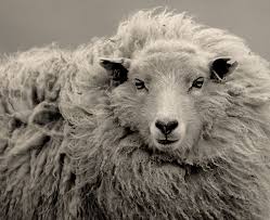 Black And White Sheep Baa Baa Black And White Sheep Goats Sheep And Lamb Animals Beautiful