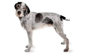 They are located in north carolina. German Wirehaired Pointer Guide Temperament Canna Pet