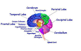Pin By Lori Shaw On Brain Diagram In 2021 Brain Diagram Human Brain Diagram Brain Structure
