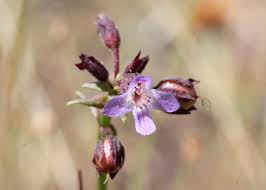 Image result for Vandellia