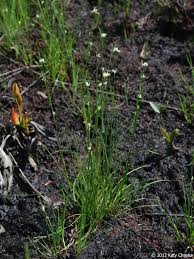 Image result for Rhynchospora brevirostris