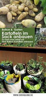 Kartoffeln Im Sack Anbauen Auf Dem Balkon Im Garten Gruneliebe In 2020 Garten Pflanzen Garten Kartoffeln Anbauen