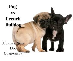 They are known to get protective of their owners sometimes though so they. Pug Vs French Bulldog A Short Nose Dog Comparison Go Pup