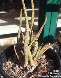 Belonging to southern africa, this. Types Of Aloe Plants Amazing Varieties Of Aloe Vera Plants Pictures