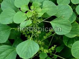 Image result for Acalypha indica