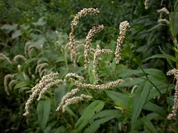 Image result for Persicaria lapathifolia