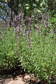 Image result for Syncolostemon