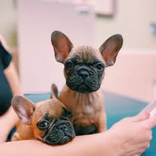 He has equipped his san antonio, texas pet clinic with the most modern and advanced diagnostic, anesthetic, surgical, and life maintenance equipment offered for complete veterinary medical and surgical care of your dog, cat, bird, or exotic pet. Pet Vaccination Clinic 16 Photos Veterinarians 1010 Sw Military Dr San Antonio Tx Phone Number