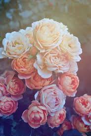 See the best 60+ live backgrounds for pc free download collection. Pinterest Wedding Do Over The Event Details Wallpaper Iphone Roses Flower Wallpaper Beautiful Pink Roses