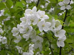 It has been recently raining more so we have stopped watering but the leaves near the base of the tree started. White Flowering Trees White Flowers Beautiful Flowers