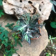 Image result for Kalanchoe brachyloba