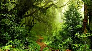 La Foresta pluviale dell'Amazzonia: superficie e biodiversità