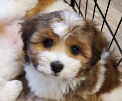 She is a precious puppy who is well socialized, lovable and full of spunk. My Front Page Heaven Sent Havanese