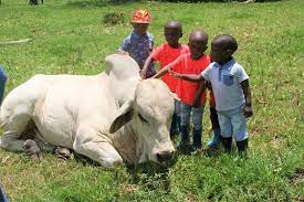 Brahman Breeders Zw On Twitter There Is Often A Misconception That The Brahman Is A Wild And Aggressive Breed The Reality Of It Is That Brahmans Https T Co Rph7ya9o2q Https T Co 02ipeo1nmx
