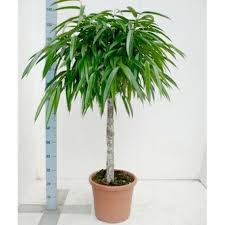15 Best Low Light Indoor Trees You Can Grow Easily The Self Sufficient Living Houseplants Indoorplants Indoor Tree Plants Ficus Tree Indoor Indoor Trees