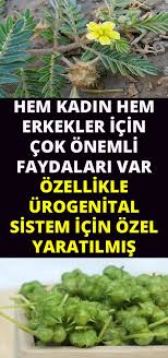 Ureme Sistemine Coban Cokerten Faydasi Medicinal Plants Natural Health Remedies Natural Health