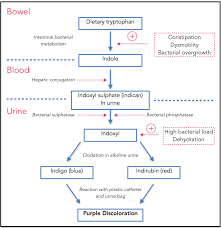 Metabolic Pathways Of Purple Urine Bag Syndrome Adopted